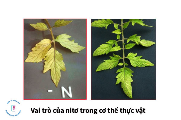 Vai trò của nitơ trong cơ thể thực vật 